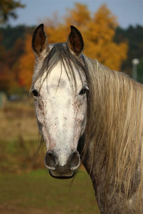 Decoding the Significance of a Lost Equine in the Context of Personal Connections