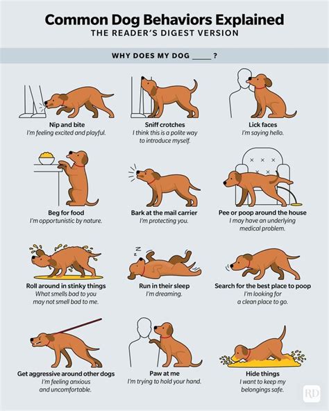 Decoding the Significance of the Dog's Size