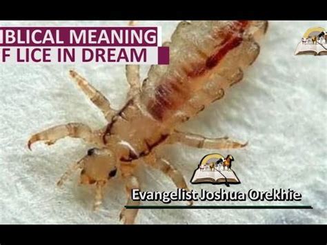 Decoding the Symbolic Meanings: Unlocking the Hidden Message of Lice in Dreams