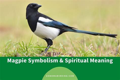 Decoding the Symbolism: Exploring the Meaningful Essence of Dream Magpie Assaults