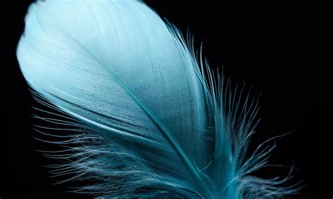 Decoding the Symbolism: Understanding the Significance of a Fractured Feather in Avian Dreams