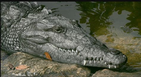 Decoding the Symbolism: Unveiling the Significance of a Crocodile's Movement