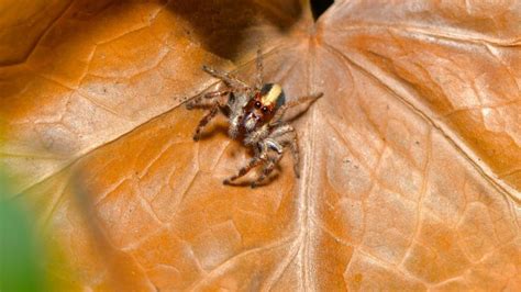 Decoding the Symbolism of Encountering a Tarantula Inside Your Abode