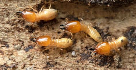 Decoding the Various Interpretations of Termite Dreams