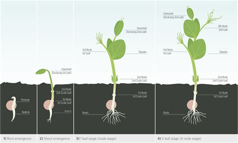 Deconstructing the Significance of Green Peas for Personal Growth