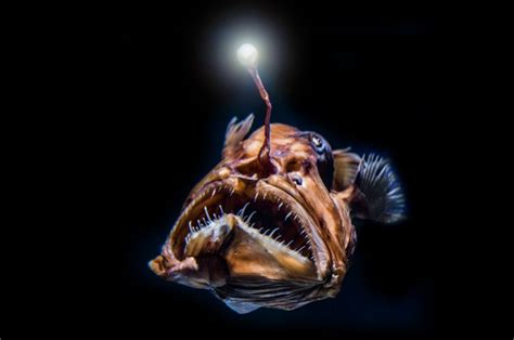 Deep-Sea Denizens: Unveiling the Mysteries of Abyssal Fish