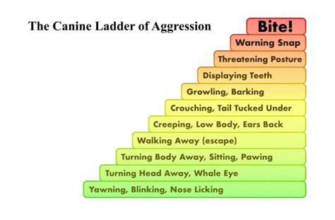 Delving into the Psychological Implications of Canine Aggression in Dreamscapes