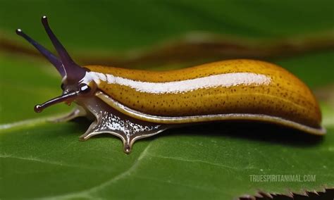 Delving into the Symbolism of the Enigmatic Black Slug