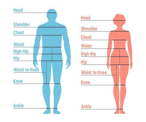 Description of her body shape and measurements