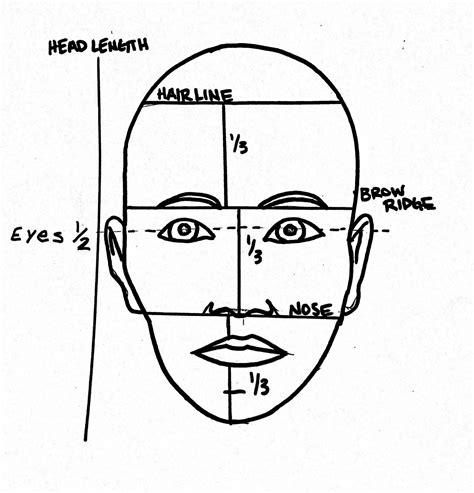 Details about Faeryx13's body and proportions