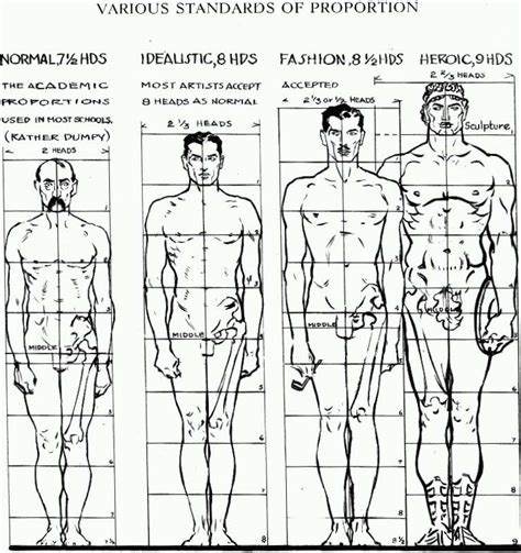 Details on Physique and Proportions