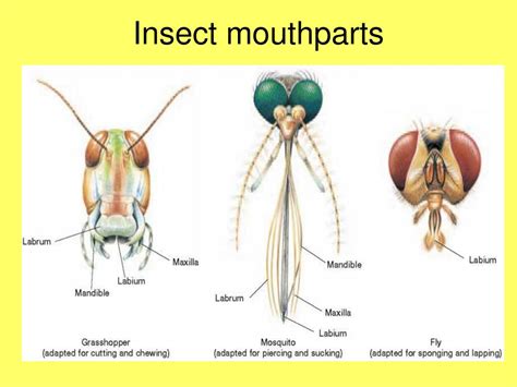 Different interpretations of insects emerging from one's oral cavity in dreams