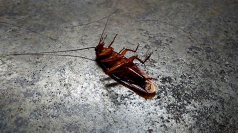 Digging into the Symbolism of a Dying Cockroach