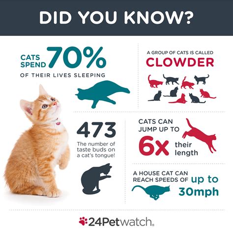 Discover Interesting Facts About Kitty Socal