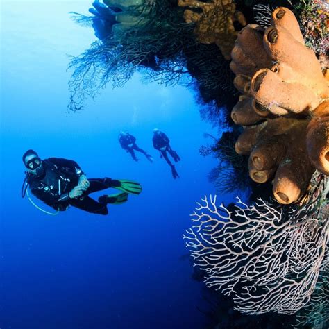 Discover Zanzibar's Thriving Underwater World: A Visual Feast for Scuba Diving Enthusiasts