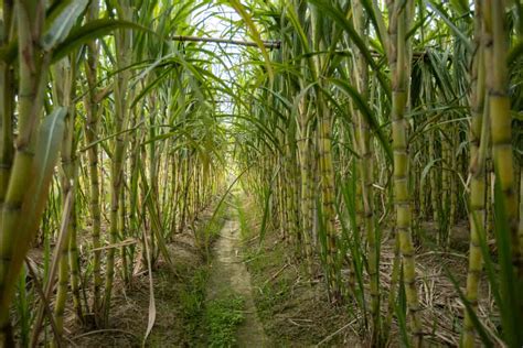 Discover the Ancient Techniques of Cultivating Sugarcane