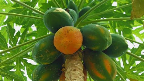 Discover the Art of Selecting and Preserving Fresh and Ripe Papaya