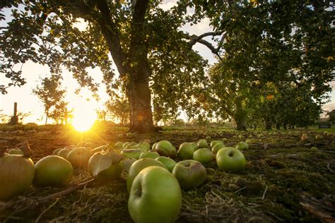 Discover the Enchantment of Orchard Tours and Festivals