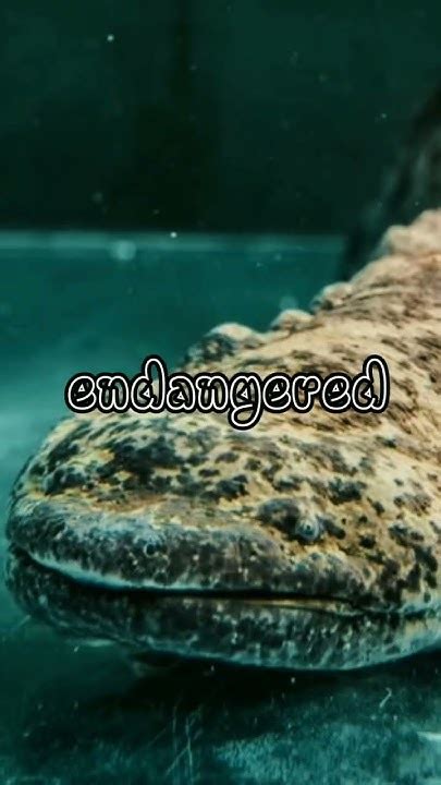 Discover the Enigmatic Giant Salamander