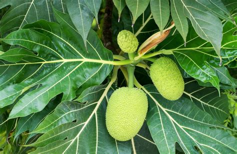 Discover the Exotic Delights of Breadfruit: History and Origins