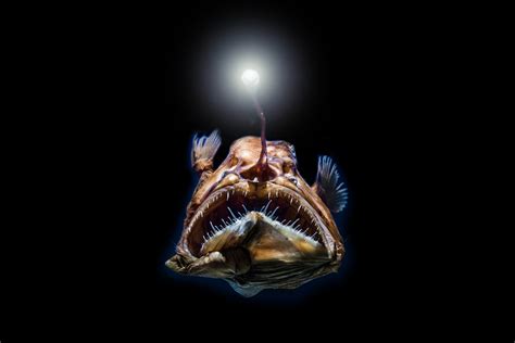 Discover the Secrets of the Mysterious Deep Sea