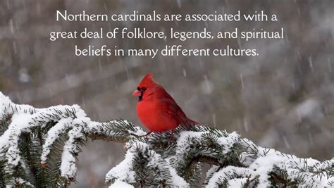 Discovering the Cardinal as a Spiritual Messenger