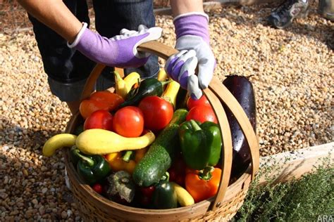 Discovering the Empowerment of Engaging in Vegetable Harvesting: A Therapeutic Pursuit