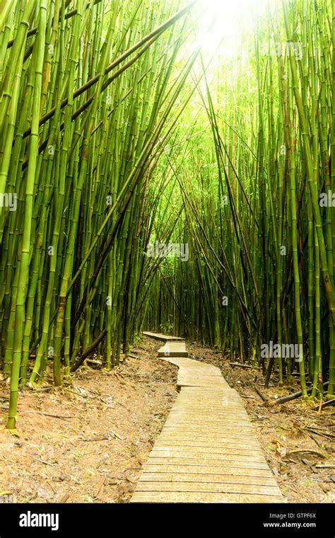 Discovering the Enchanting Beauty of the Striking Bamboo Pathway