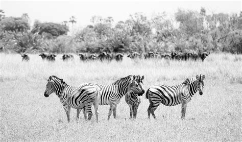 Discovering the Enchanting Delights of Zebra Culture and Traditions