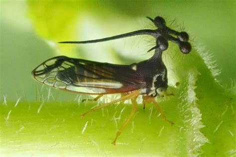 Discovering the Enigma of Bizarre Insect Behaviors