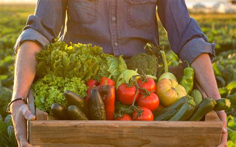 Discovering the Freshness of Homegrown Veggies