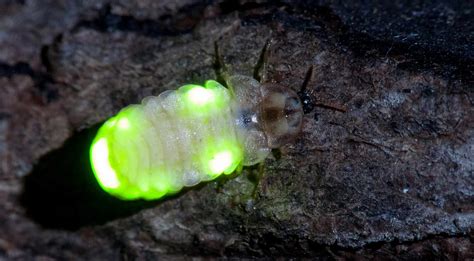 Discovering the Locations and Techniques for Spotting Bioluminescent Insects