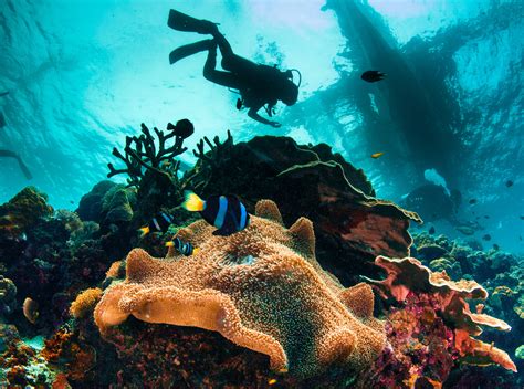 Discovering the Pristine Beauty of Untouched Dive Sites