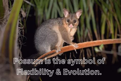 Discovering the Profound Significance of Possums as Symbols of Metamorphosis