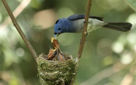 Discovering the Relationship between Baby Birds and Freedom