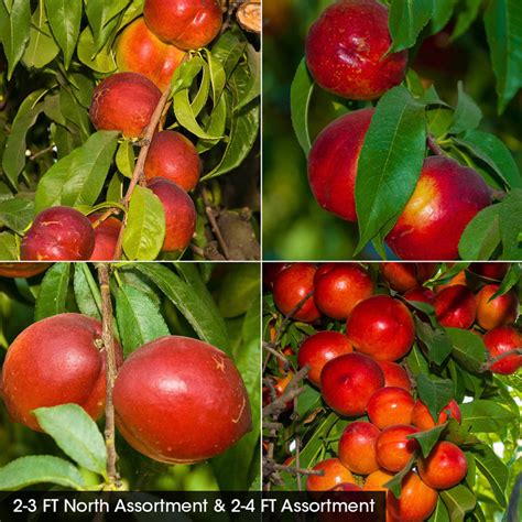 Discovering the Various Assortments of Nectarines