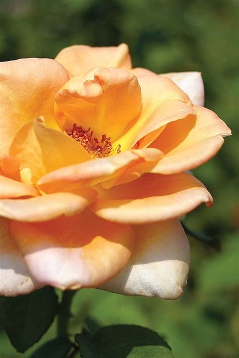 Discovering the Vast Array of Rose Varieties