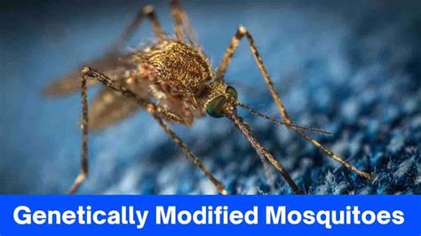 Disease Control: Harnessing the Potential of Enlarged Mosquitoes