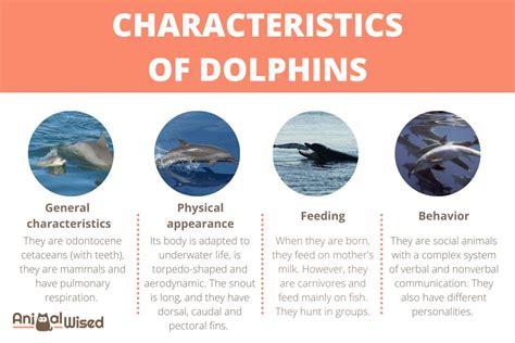 Distinctive Qualities of Dolphin Communication