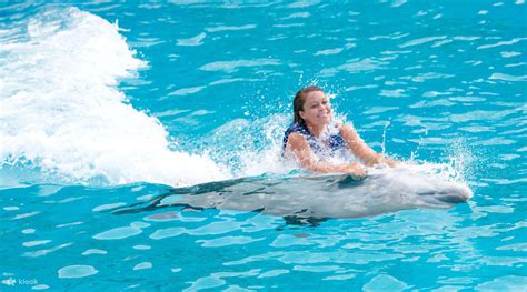 Dive into the Technicolor World: Swimming alongside Colorful Dolphins