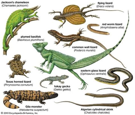 Diverse Explanations of Dreaming about Reptiles on Lower Limbs