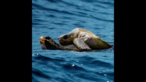 Diving Deep into the Enigmatic Lives of Vibrant Sea Turtles