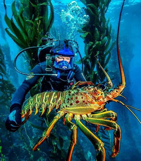 Diving Into the Depths: Discovering the World of Massive Crustaceans