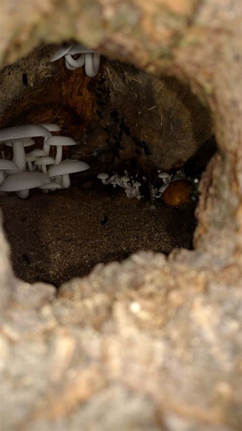 Diving into Ant Nests: An Adventure in the Secret World