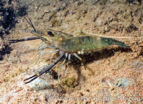 Diving into the Analysis: What Can a Vision of Dehydrated Freshwater Crustaceans Reveal About Your Psyche?