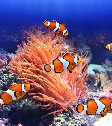 Diving into the Ocean of Colorful Wonders: Exploring the Fascinating Realm of Clown Fish