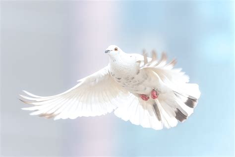 Diving into the Symbolism of the Dove in Dreams