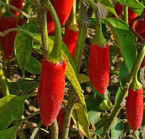 Diving into the World of Capsicum Fruits