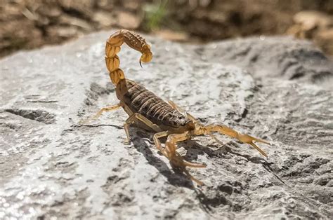 Does Dreaming About Consuming a Scorpion Possess Any Cultural or Historical Significance?