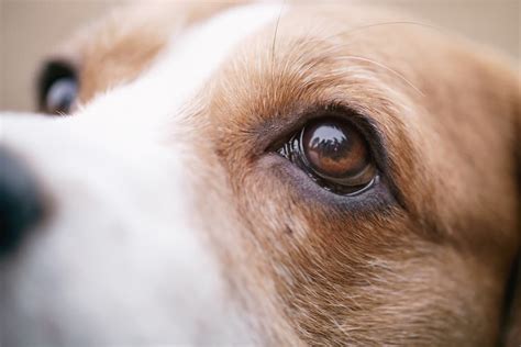 Dog Eyes: The Enchanting Power of Their Gaze